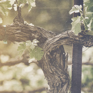 Love as God Loves blog image2000x600 jpeg