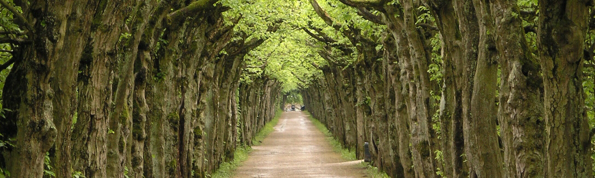 A long and winding road between a row of trees