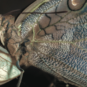 transformation of supernatural life