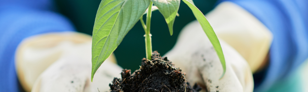 Close-up of female farmer in gloves holding seedling with ground in her hands